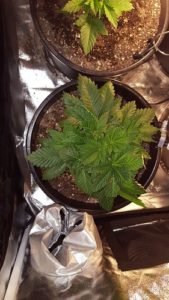 little Gold Leaf