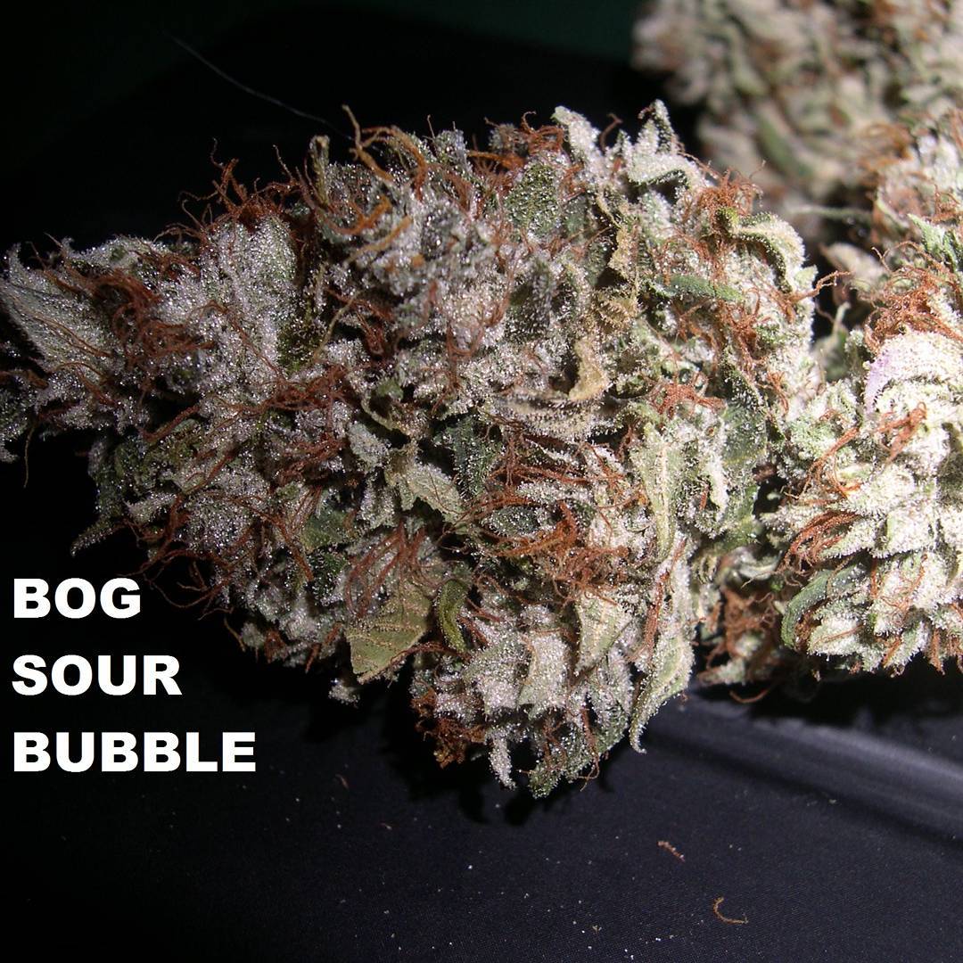 Sour Bubble