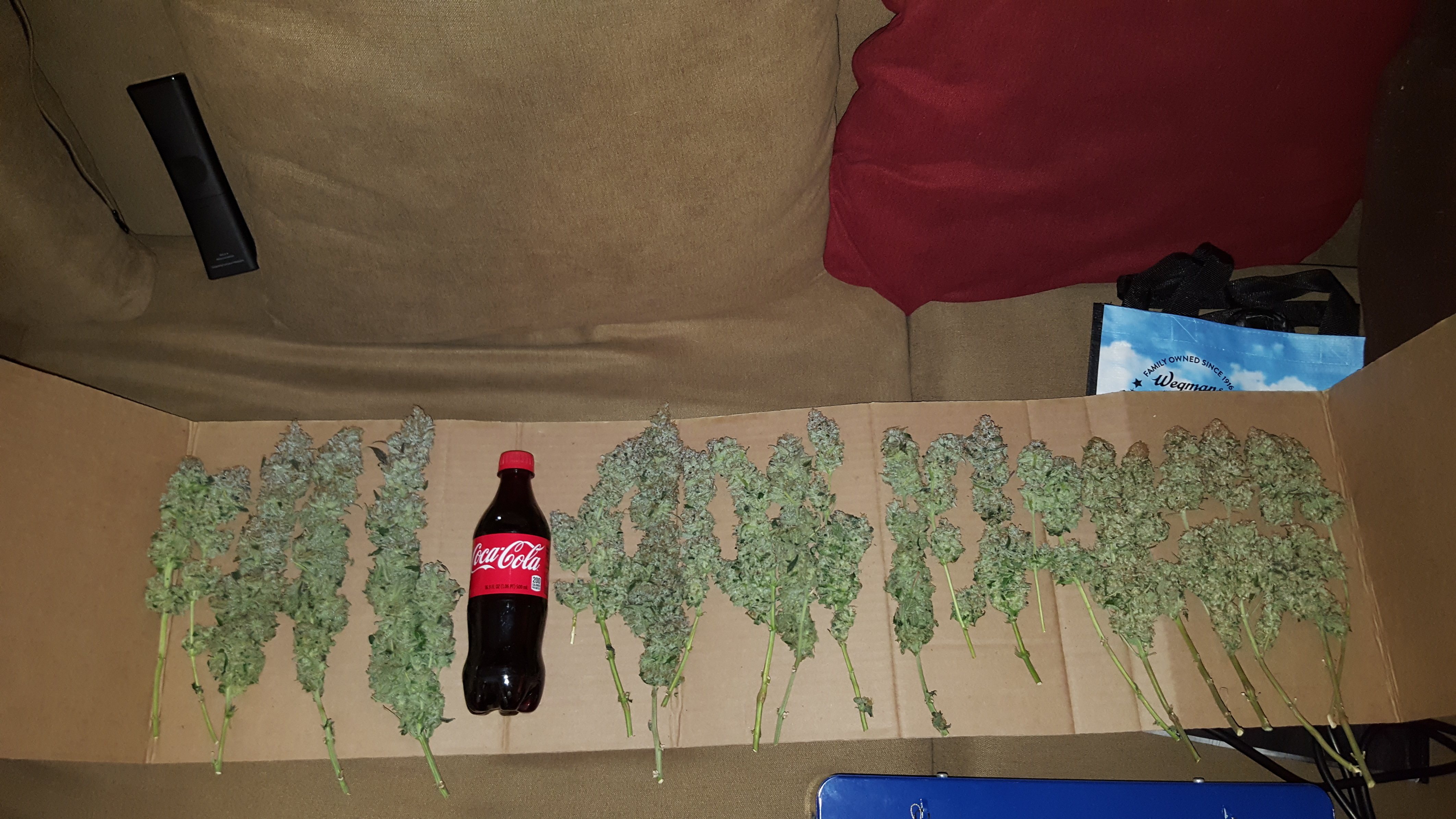 First Grow with ILGM White Widow and Gold Leaf