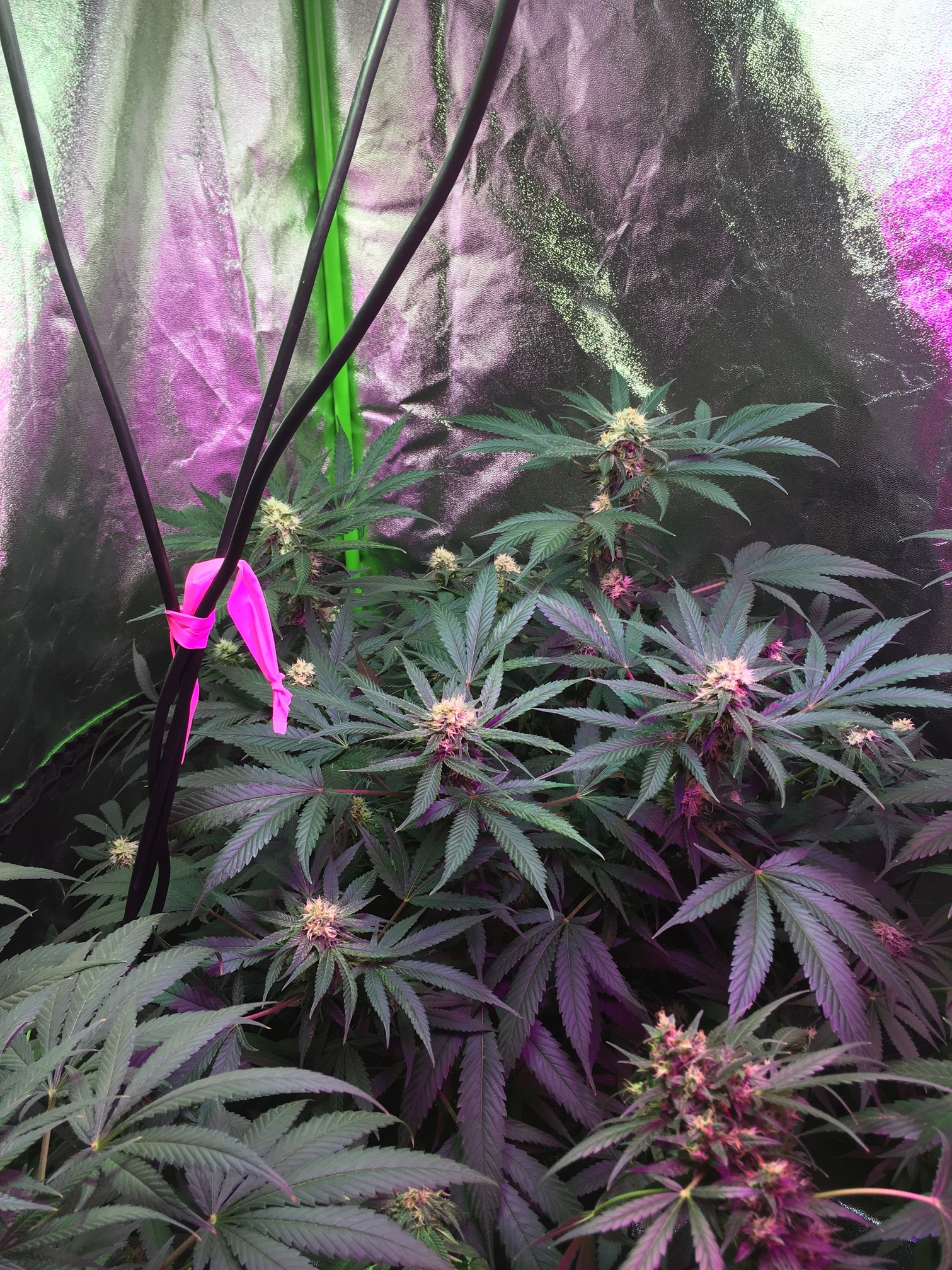 Growing with ILGM Seeds and Clones