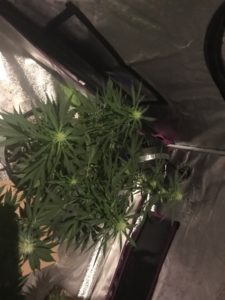 Day 84