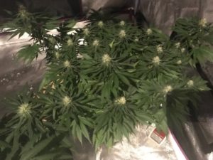 Day 84