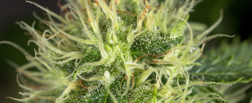 Most Common Cannabis Hybrids