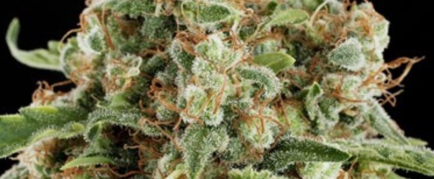 Колодки white siberia