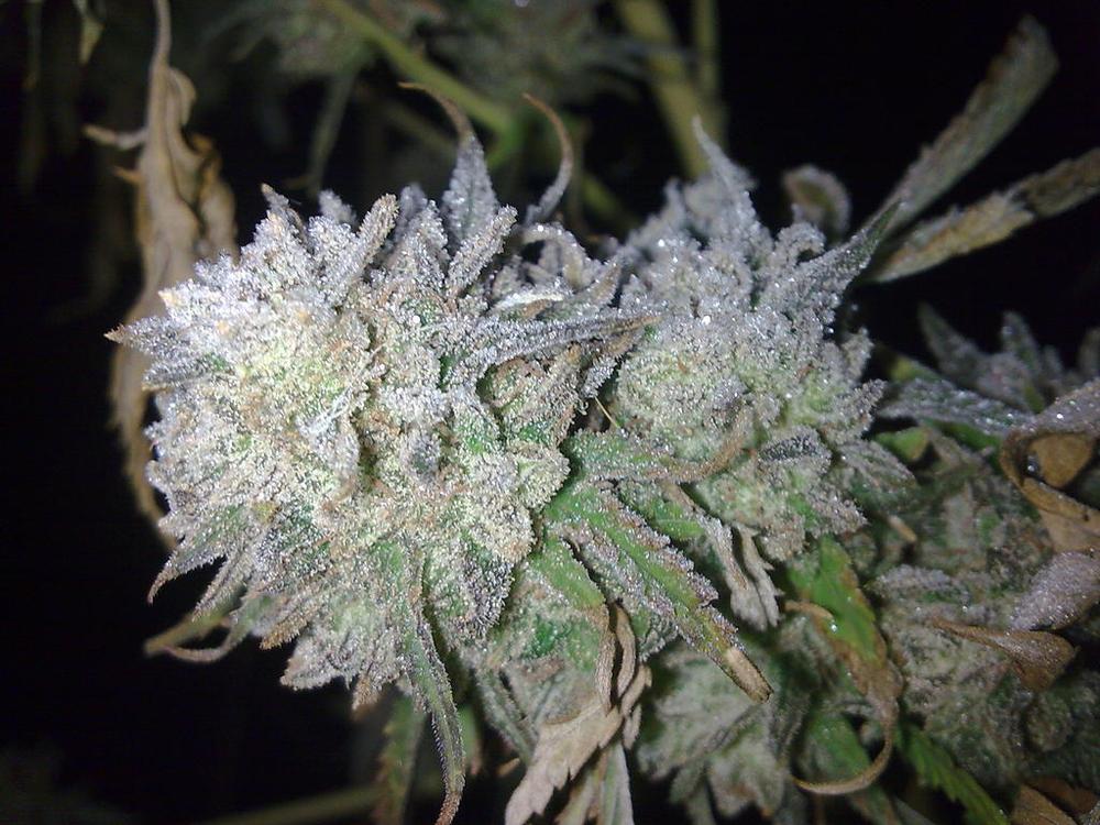 White Siberia Cannabis Strain Information & Review - ILGM