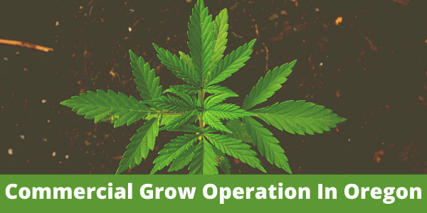 How to start a commercial grow operation in Oregon