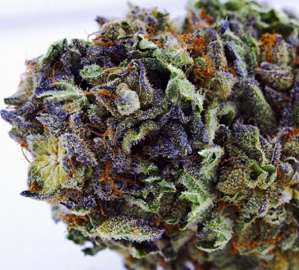 Blueberry Silvertip Cannabis Strain Information & Review ILGM