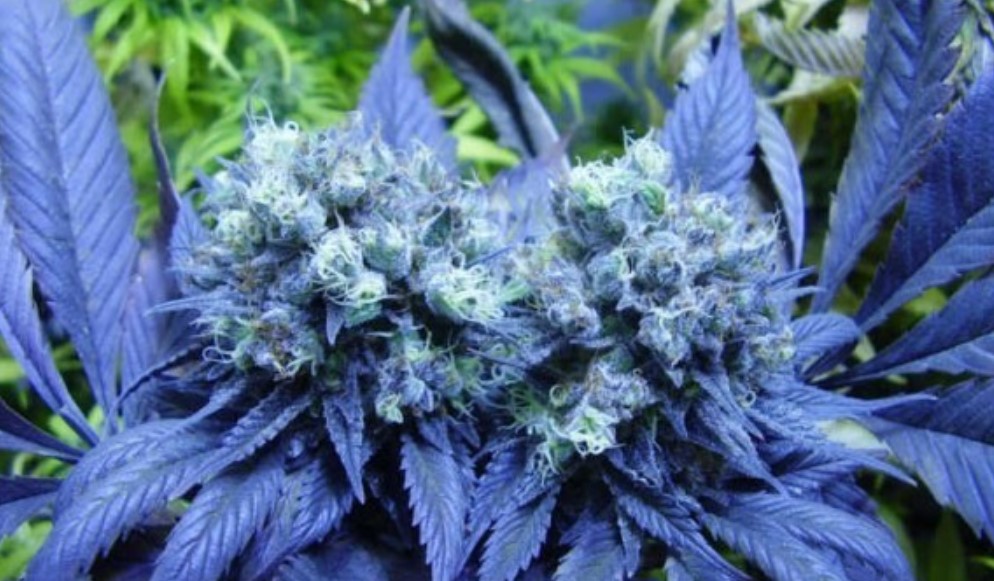 Blueberry Yum Yum Cannabis Strain Information & Review ILGM