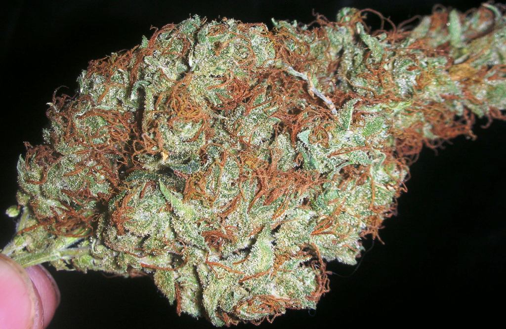 Chocolate Thunder Strain Review I Love Growing Marijuana