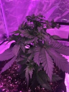 expect more growth