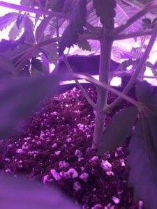 it’s scrogging time