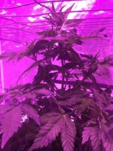 it’s scrogging time