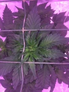 it’s scrogging time