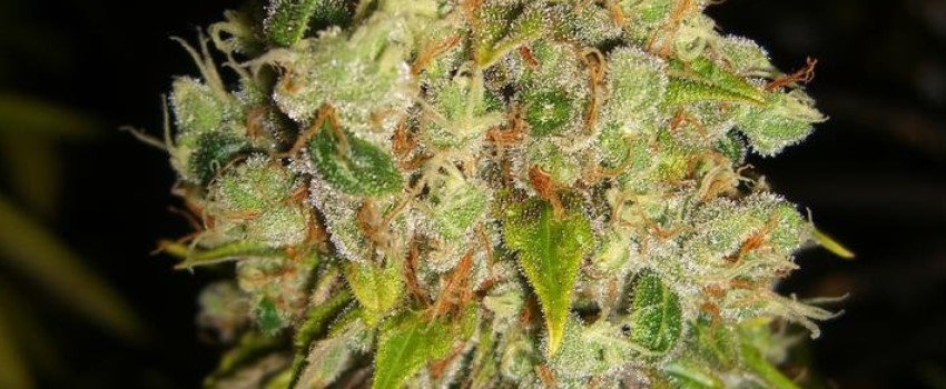 Super Sour Skunk Strain Review - I Love Growing Marijuana