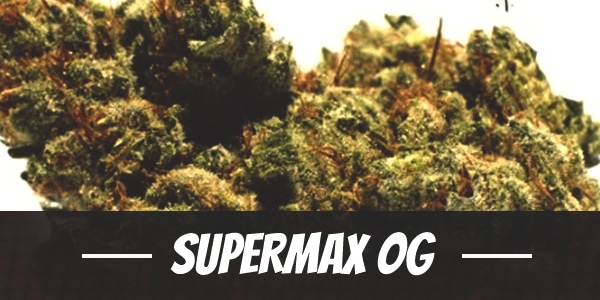 Supermax OG Strain