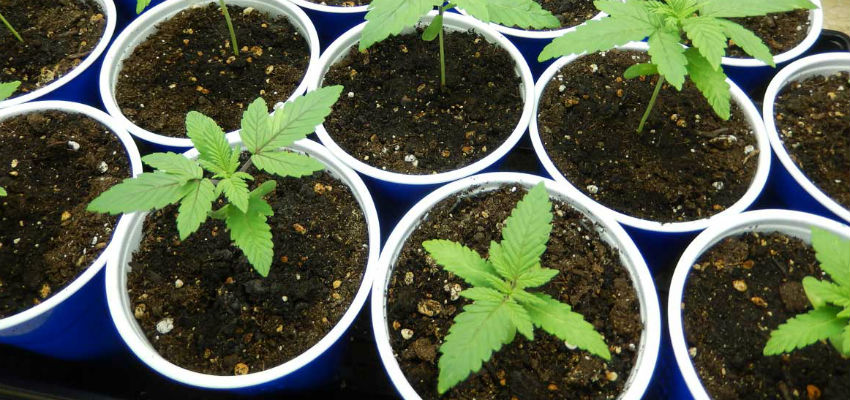 Dos And Dont s When Repotting Your Cannabis Plants ILGM