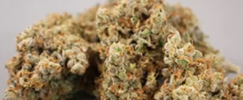 Afghan Hawaiian Adverse Reaction