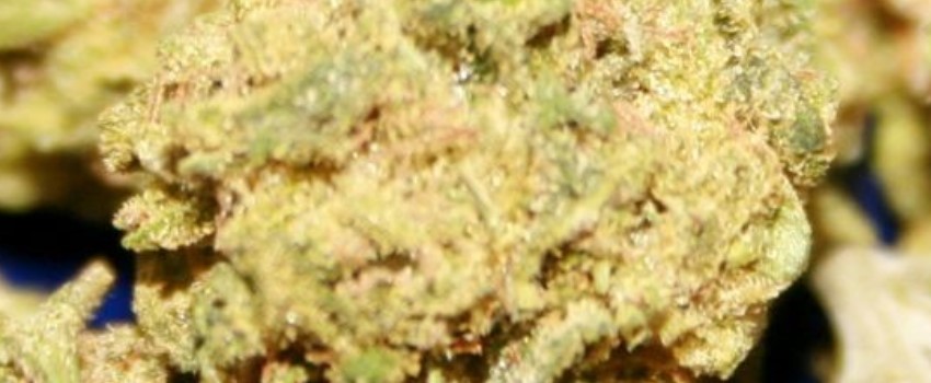 Afghan Hawaiian Medical