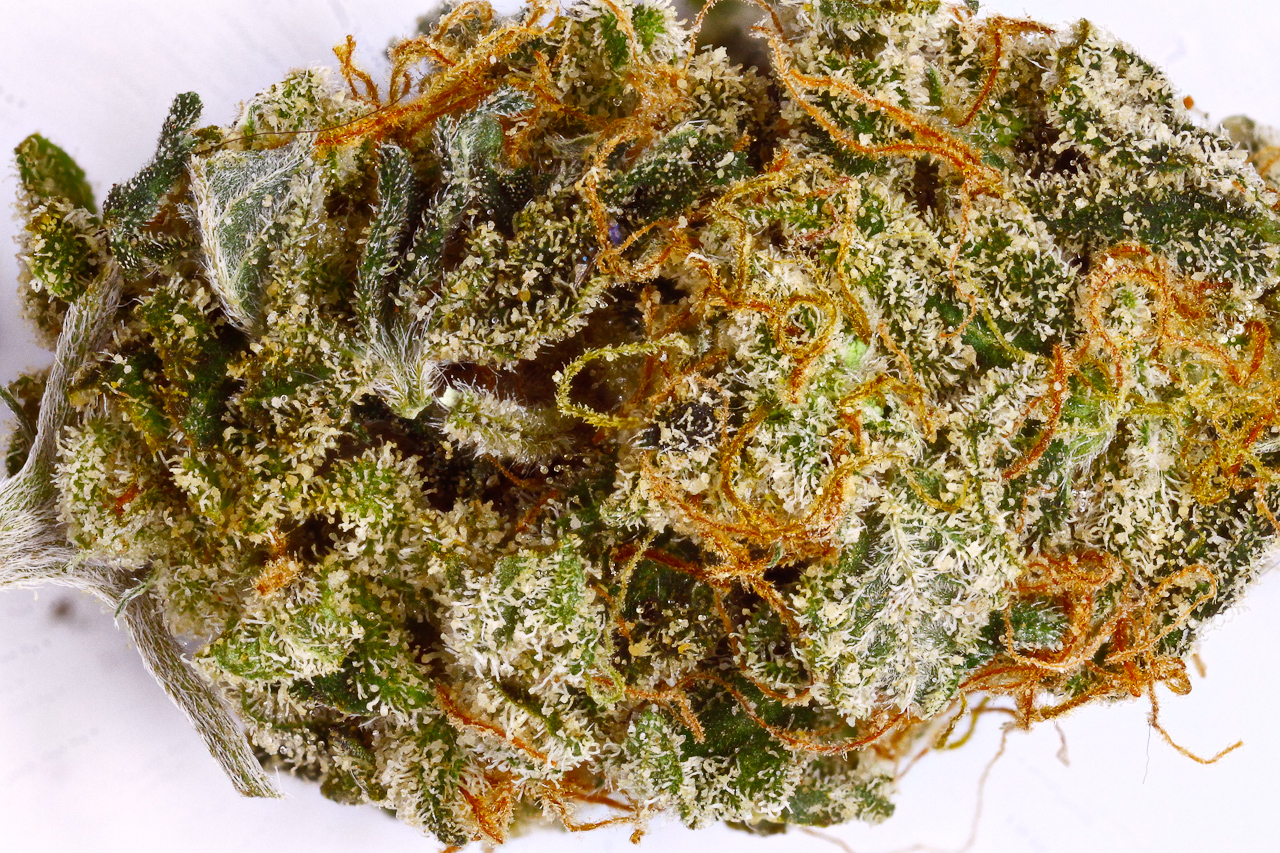 Sugar Mama Strain Review I Love Growing Marijuana