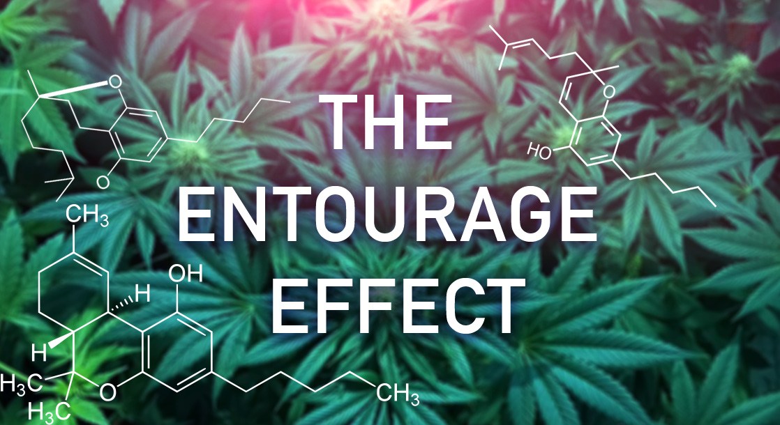What is the Entourage Effect? The Science Behind High