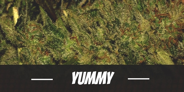Yummy Strain