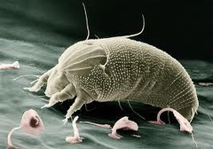 Russet Mites – What are They and How Do You Get Rid Of Them?
