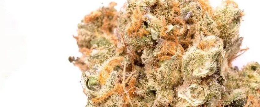 Cherry Skunk Strain Review - I Love Growing Marijuana