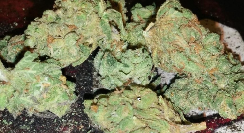 Cherry Skunk Strain Review - I Love Growing Marijuana