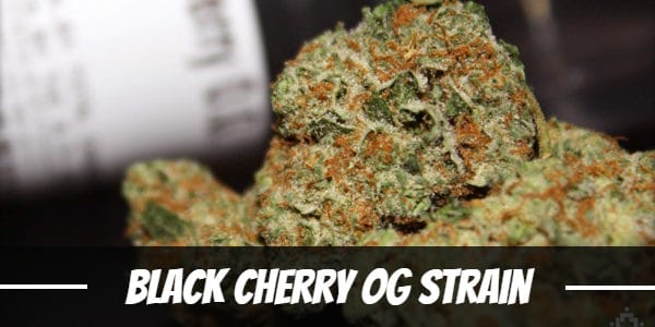Black Cherry OG Strain Review >>> Origin, Effects, Yield & More!
