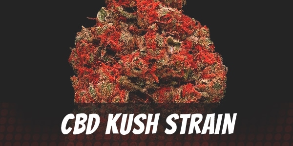 CBD Kush Strain