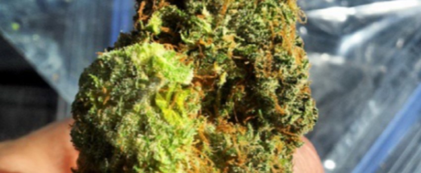 Faygo Red Pop Strain Review I Love Growing Marijuana
