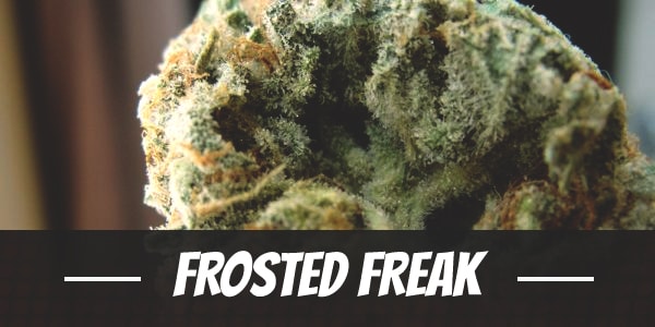 Frosted Freak Strain