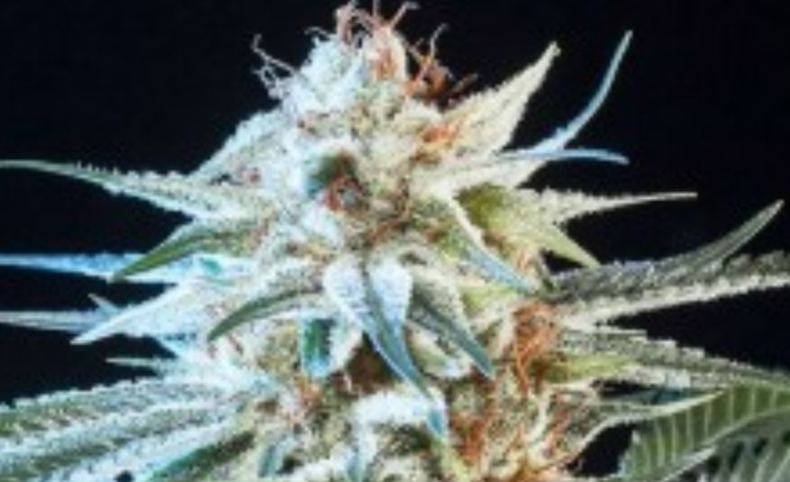 Honey Bananas Strain Review I Love Growing Marijuana