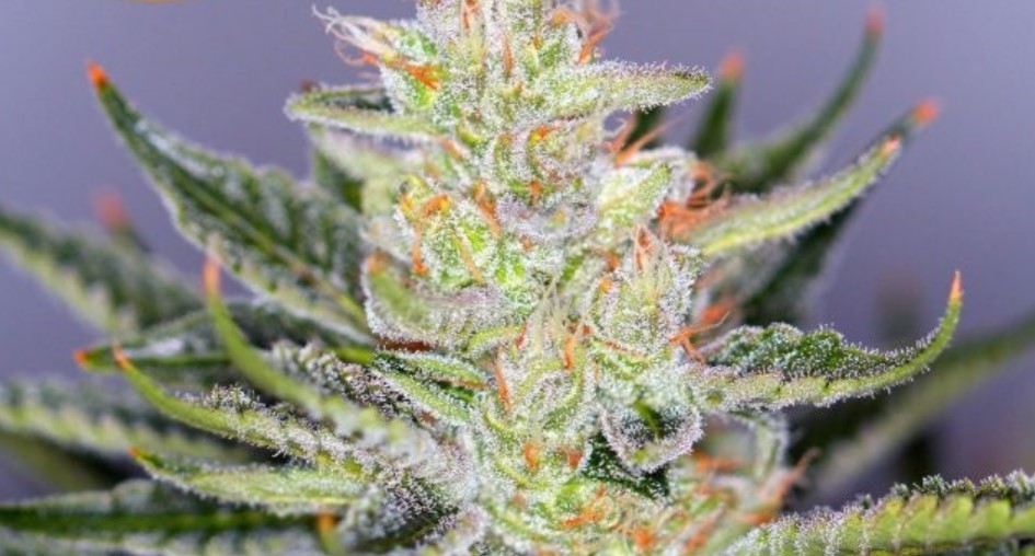 Tangerine Power Strain Review I Love Growing Marijuana