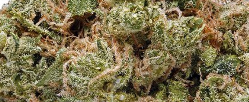 Cactus Cooler Strain Review I Love Growing Marijuana