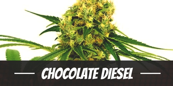 Chocolate Diesel Strain