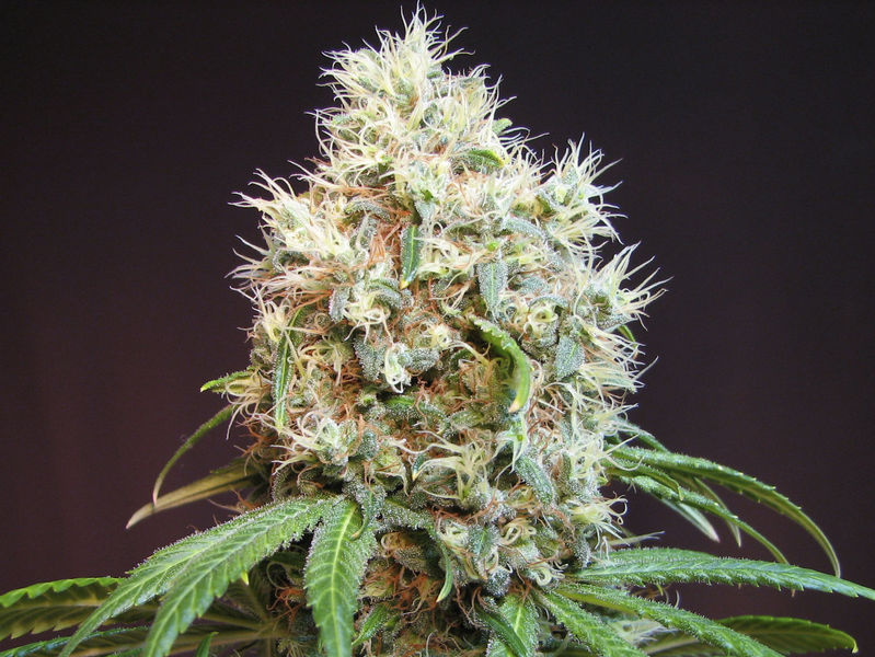 East Coast Diesel >> G13 Diesel Strain Review - I Love Growing Marijuana East Coast Diesel >> G13 Diesel Strain Review - I Love Growing Marijuana