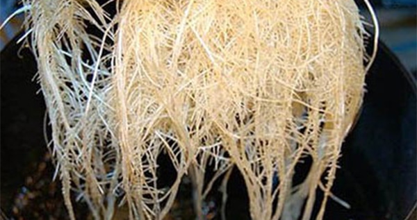 Measuring the pH and PPM in hydroponics and aeroponics
