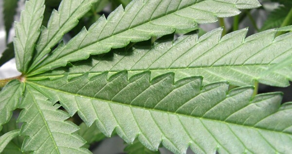The effects of pH on cannabis
