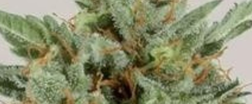 White Skunk Strain Review - I Love Growing Marijuana