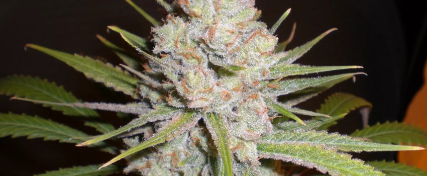 White Skunk Strain Review - I Love Growing Marijuana