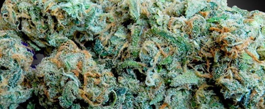 Blueberry Dream Medical