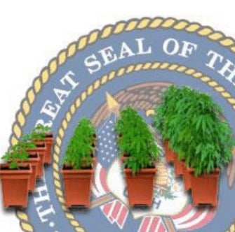 Growing marijuana