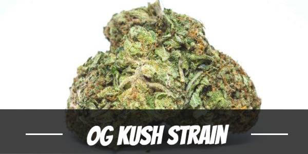 OG Kush Strain