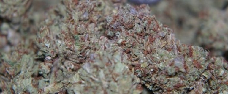 Omega Cannabis Strain Information & Review - ILGM