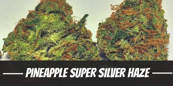 Pineapple Super Silver Haze Strain