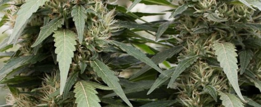 Strawberry Amnesia Strain Review I Love Growing Marijuana
