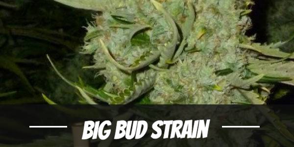 Big Bud Strain Review