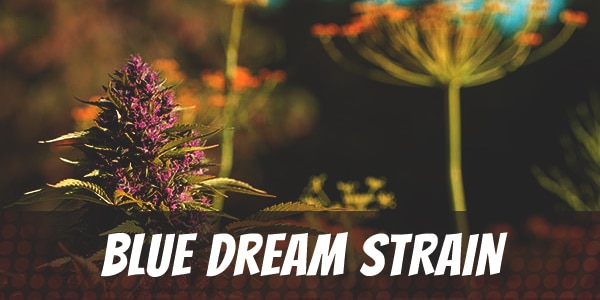 Blue Dream Strain