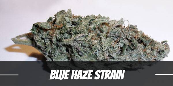 Blue Haze Strain